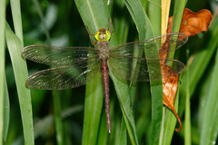 Gynacantha rosenbergi