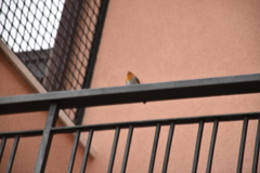 Erithacus rubecula