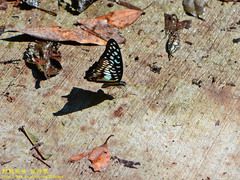 Graphium doson postianus