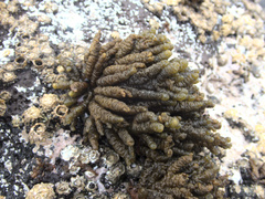 Splachnidium rugosum