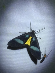 Lobocraspeda latefascia