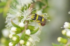 Hylaeus elegans