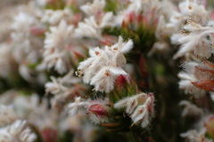 Lachnaea marlothii