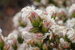 Lachnaea marlothii