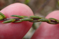 Lachnaea marlothii