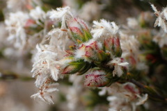 Lachnaea marlothii