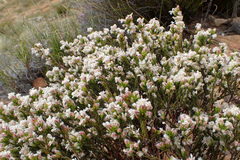 Lachnaea marlothii