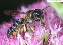 Megachile dinura