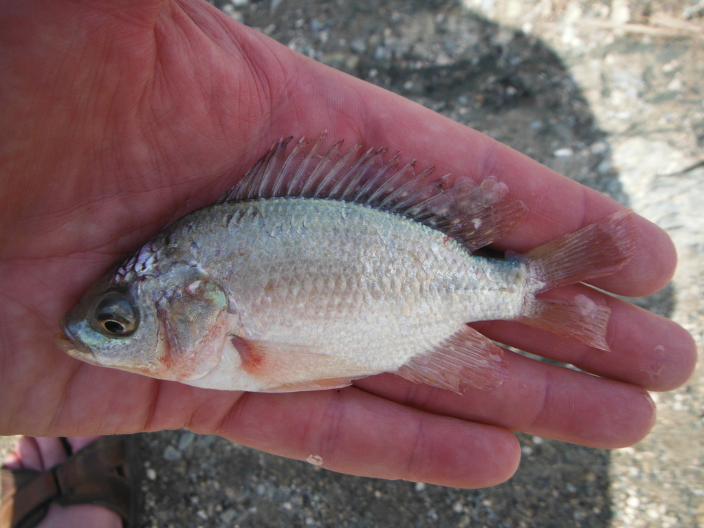 oreochromis esculentus