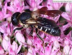 Megachile dinura