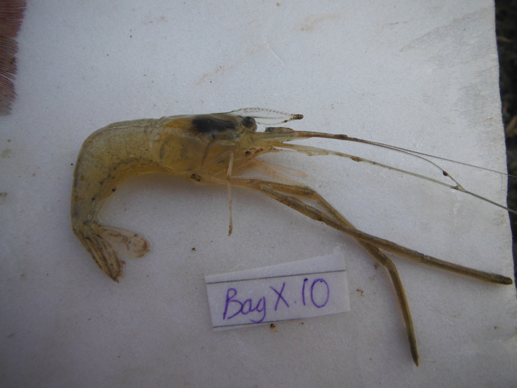 Slender river prawn