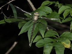 Austrogynacantha heterogena