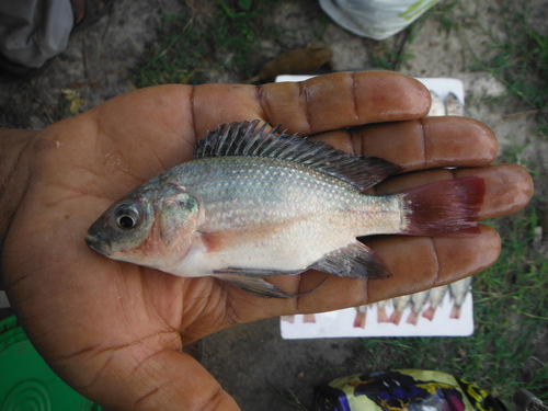Carp (Oreochromis esculentus) — Cichlidae — 4