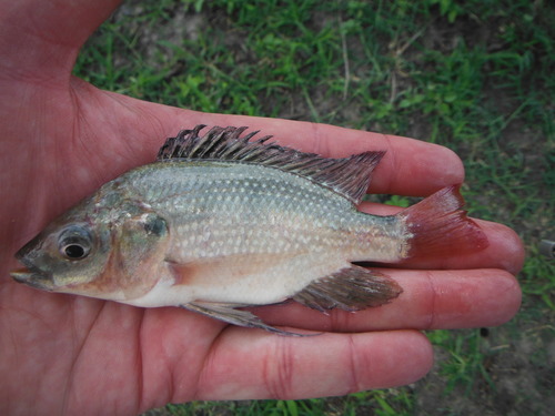 Carp (Oreochromis esculentus) — Cichlidae — 3