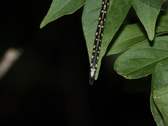 Austrogynacantha heterogena