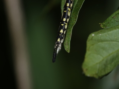 Austrogynacantha heterogena
