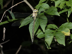 Austrogynacantha heterogena
