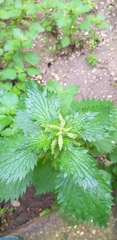 Urtica membranacea