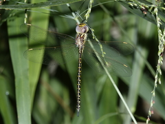 Austrogynacantha heterogena