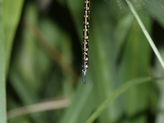 Austrogynacantha heterogena