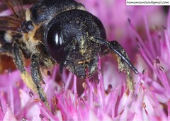 Megachile dinura