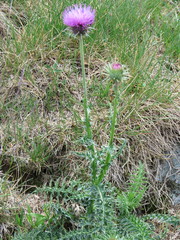 Carduus defloratus carlinifolius