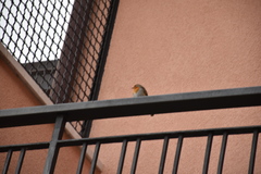 Erithacus rubecula