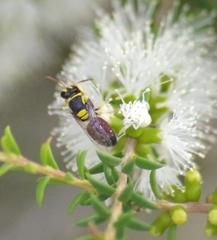 Hylaeus elegans