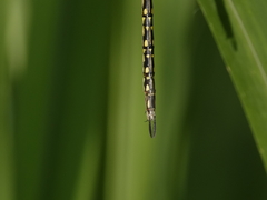 Austrogynacantha heterogena