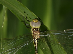 Austrogynacantha heterogena