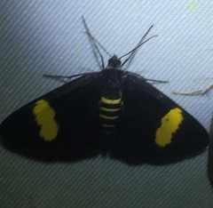 Pseudeusemia superior