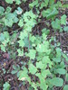 Ribes spicatum palczewskii - Photo (c) sergeyprokopenko, some rights reserved (CC BY-NC), uploaded by sergeyprokopenko