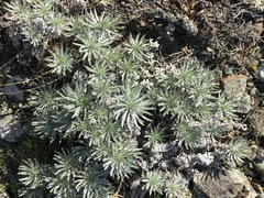 Onosma polyphylla