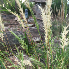 Rytidosperma longifolium