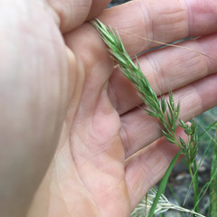 Rytidosperma longifolium