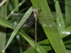 Austrogynacantha heterogena