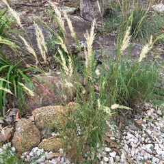 Rytidosperma longifolium