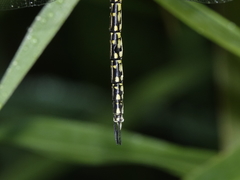 Austrogynacantha heterogena