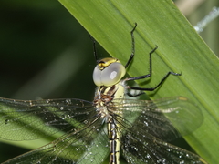 Austrogynacantha heterogena
