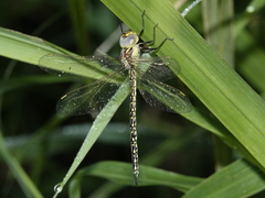 Austrogynacantha heterogena