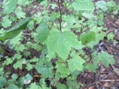 Ribes spicatum palczewskii