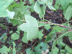 Ribes spicatum palczewskii