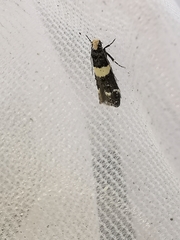 Recurvaria leucatella