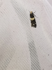 Recurvaria leucatella