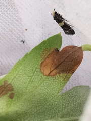 Recurvaria leucatella