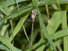 Austrogynacantha heterogena