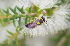 Hylaeus elegans