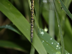 Austrogynacantha heterogena