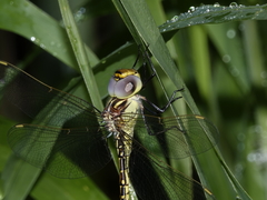 Austrogynacantha heterogena