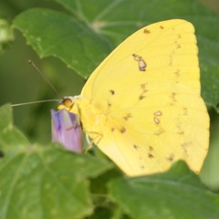 Phoebis philea